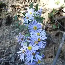 S. anomalum photographed 2 September 2018, Benton County, Arkansas, US.