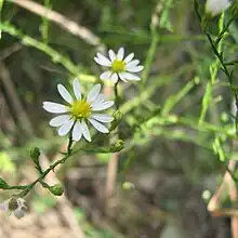 Two white composite flowers with yellow centers and several buds along a green stalk. Leaves on the stalk are very tiny.