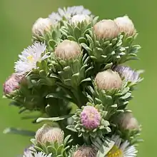 S. frondosum: Photo of an inflorescence of Symphyotrichum frondosum taken 27 August 2016 at Big Bear Lake, California, US.