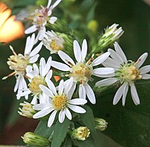 Several flower heads of S. lateriflorum with bright white ray florets and cream-yellow disk florets, the lobes reflexing on some of the disk florets.