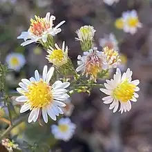 S. parviceps, St. Charles County, Missouri