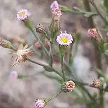 S. parviflorum at Coyote Hills Regional Park, California, US