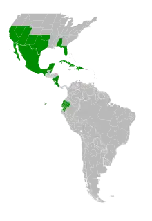 Map of the Americas from the United States southward with the following countries and states colored green to represent the native distribution of this species: USA (Alabama, Arizona, California, Florida, Nevada, New Mexico, Oklahoma, Texas, Utah); Costa Rica; Belize; Cuba; Ecuador; Mexico (Aguascalientes, Baja California Norte, Baja California Sur, Campeche, Chiapas, Chihuahua, Coahuila, Colima, Ciudad de Mexico, Durango, Guanajuato, Guerrero, Hidalgo, Jalisco, México State, Michoacan, Morelos, Nayarit, Nuevo Leon, Oaxaca, Puebla, Queretaro, Quintana Roo, San Luis Potosi, Sinaloa, Sonora, Tabasco, Tamaulipas, Tlaxcala, Veracruz, Yucatan, Zacatecas); Belize; Nicaragua; Haiti; Dominican Republic.