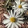 S. porteri photograph, Lyons, Colorado