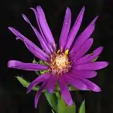 S. pratense: Photo of a flower head of Symphyotrichum pratense taken on 4 October 2013 in western Alabama, US.