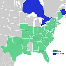 Symphyotrichum racemosum distribution: Canada (introduced) – Ontario and New Brunswick; US (native) — Alabama, Arkansas, Connecticut, Delaware, District of Columbia, Florida, Georgia, Illinois, Indiana, Iowa, Kentucky, Louisiana, Maine, Maryland, Massachusetts, Missouri, New Jersey, New York, North Carolina, Ohio, Oklahoma, Pennsylvania, Rhode Island, South Carolina, Tennessee, Texas, Vermont, Virginia, and West Virginia