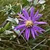 S. sericeum: Close-up photo of a small inflorescence of Symphyotrichum sericeum taken 29 August 2017 in central Wisconsin, US.