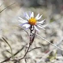 S. yukonense: Symphyotrichum yukonense observed 4 August 2023 in Yukon, Canada