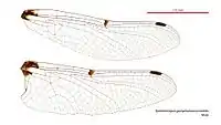 Male Synthemiopsis gomphomacromioides wings