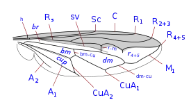 Wing of Tribe Ceriodini