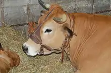 head of a wheat-coloured cow with white round the eyes and muzzle