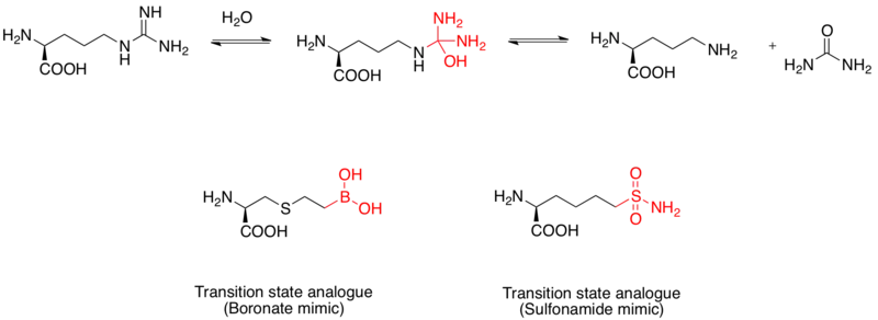 Transition state analogue example 3