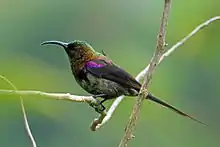 brown and green sunbird with purple shoulder patch and reddish tint to side of head