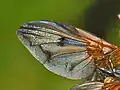 Ectophasia crassipennis, close-up on a wing with detail of veins