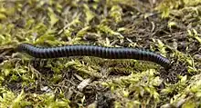 Image 9Tachypodoiulus niger, a millipede (from Myriapoda)