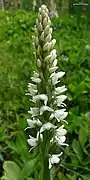 Inflorescence, British Columbia