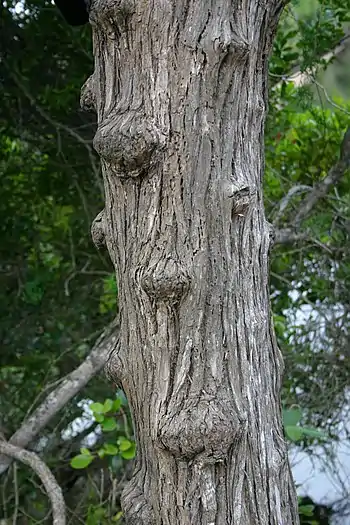 Trunk and bark