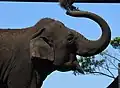 Asian elephant