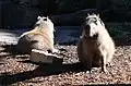 Capybaras