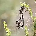 Mating pair, female is upside down