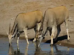 Eland