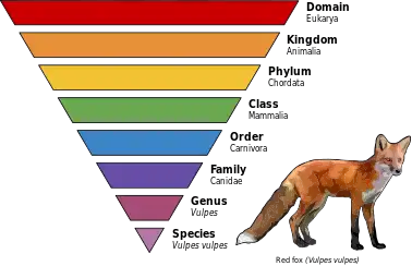 Taxonomy diagram for red fox.