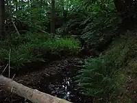 The Templeton Burn in the Armsheugh Plantation near Crookedholm.