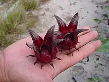 A popular roselle variety planted in Malaysia: Terengganu. Roselle fruits are harvested fresh, and their calyces are made into a drink rich in vitamin C and anthocyanins.