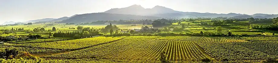 View of Vaucluse vineyards producing  Provence wine