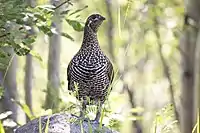 Female spruce grouse, Grands-Jardins National Park