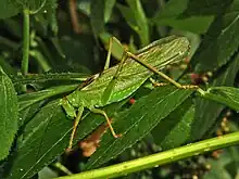 Male Tettigonia viridissima