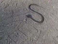 Northwestern garter snake