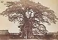 Banyan Tree in Akropong, 1870s