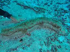 The king sea cucumber (Thelenota anax, family Stichopodidae) is one of the heaviest known holothurians.