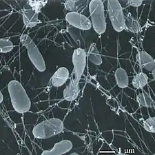 Thermophiles, such as Pyrolobus fumarii, survive well over 100 °C.