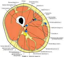 Cross section of thigh