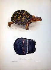 Terrapene clausa from Monograph of the Testudinata (lithograph by Edward Lear)