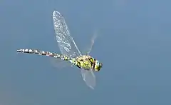 Green dragonfly in flight.