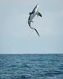 Thresher shark jumping in Costa Rica