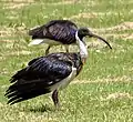 Straw-necked ibis