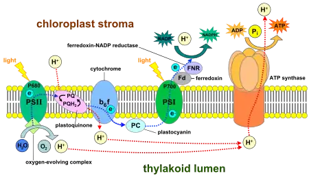 The light reactions of photosynthesis take place across the thylakoid membranes.