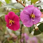 Andesanthus lepidotus, syn. Tibouchina lepidota