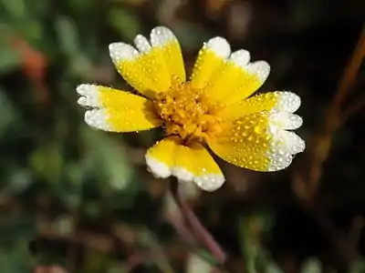 Layia platyglossa