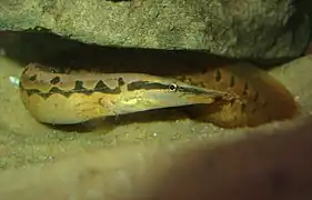 Tire Track Eel