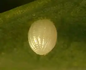 Egg