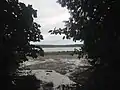 Mud flats of the Puget Sound through foliage.