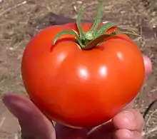 Image 5The tomato (jitomate, in central Mexico) was later cultivated by the pre-Hispanic civilizations of Mexico. (from Indigenous peoples of the Americas)