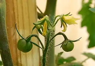 52-day-old plant, first fruits