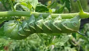 Tomato hornworm larva