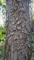 Toona ciliata bark, tree near Macksville, New South Wales, Australia